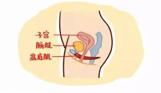 1593503486251523.png 產(chǎn)后修復(fù)